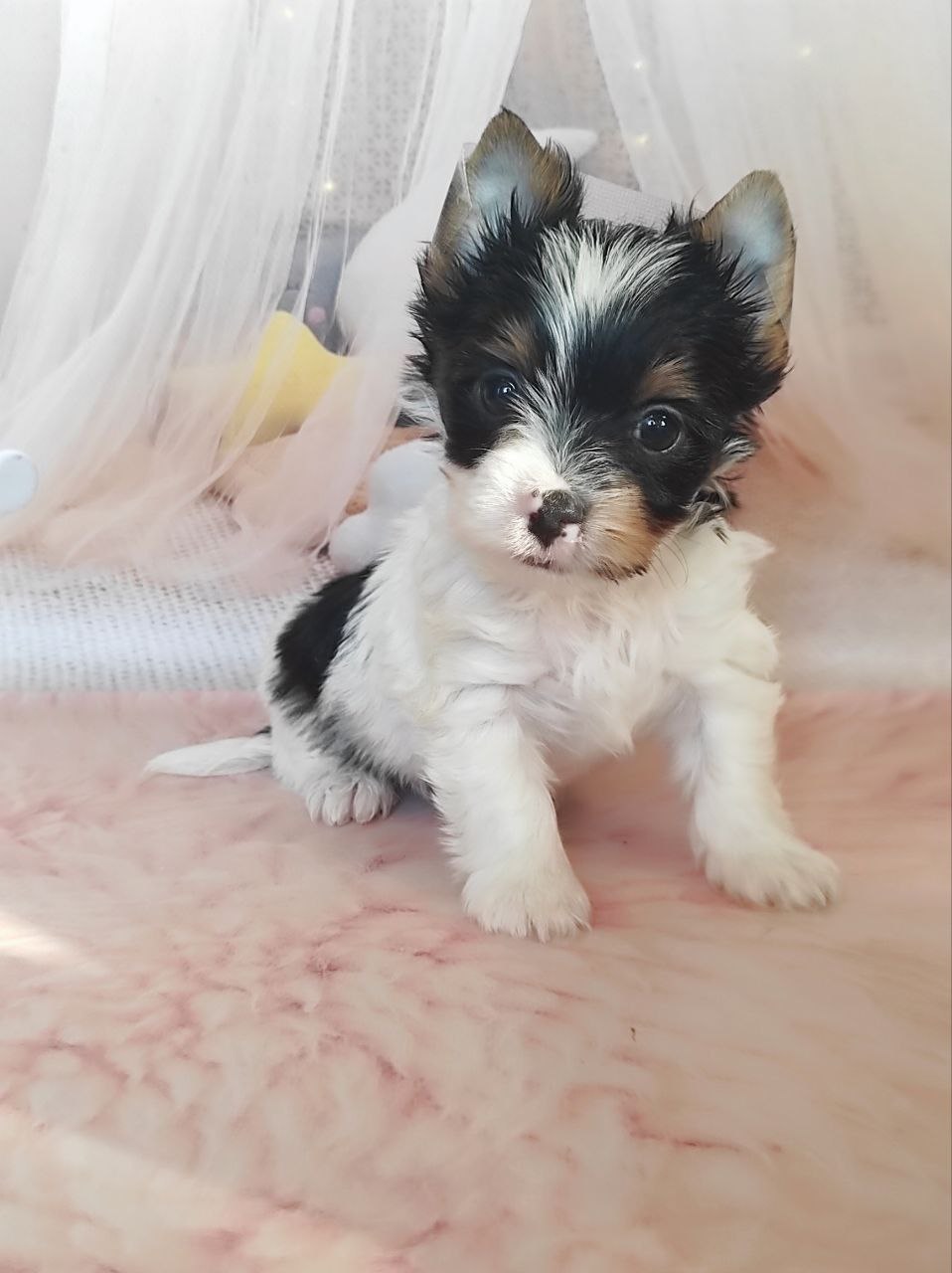 Щенок Йоркширского терьера