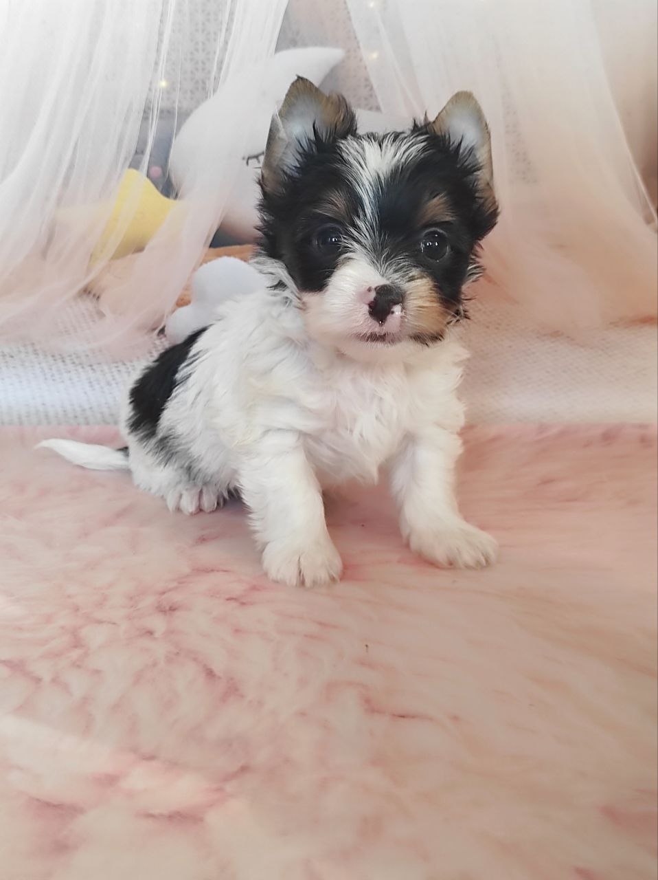 фото щенка Йоркширского терьера