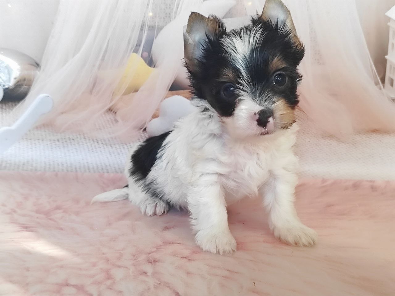 купить щенка Йоркширского терьера мини