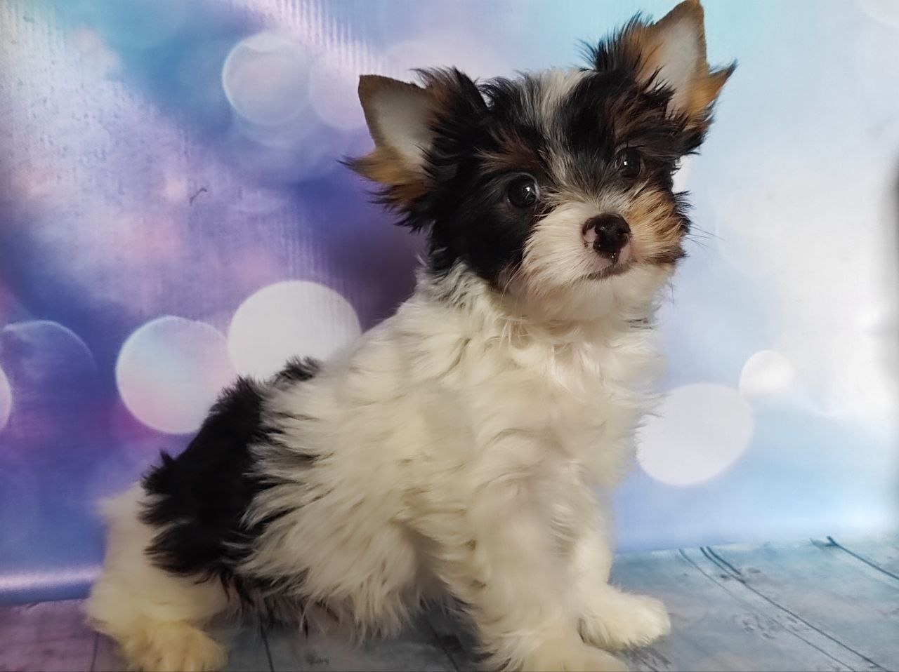 фото щенка Йоркширского терьера