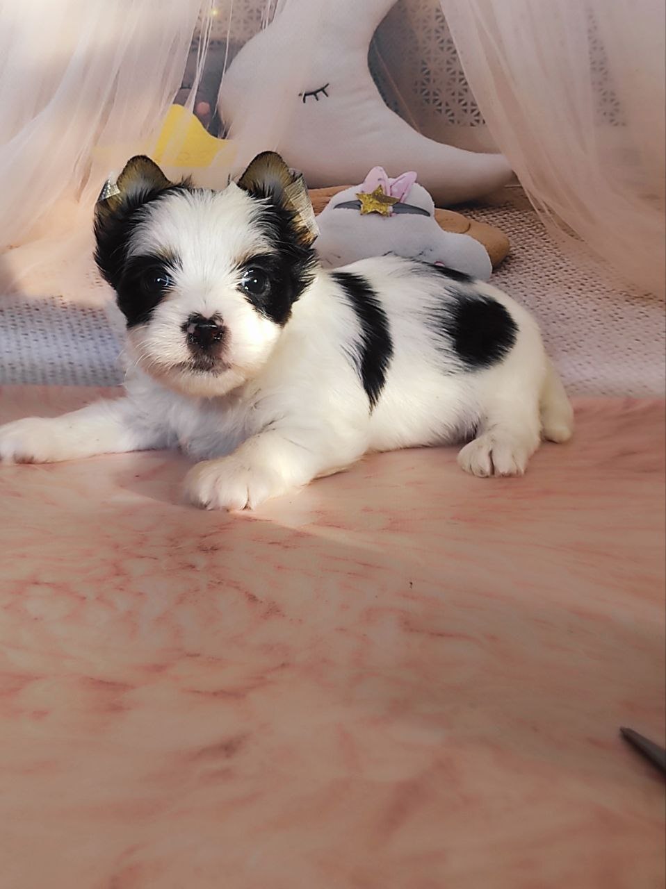 Щенок Йоркширского терьера