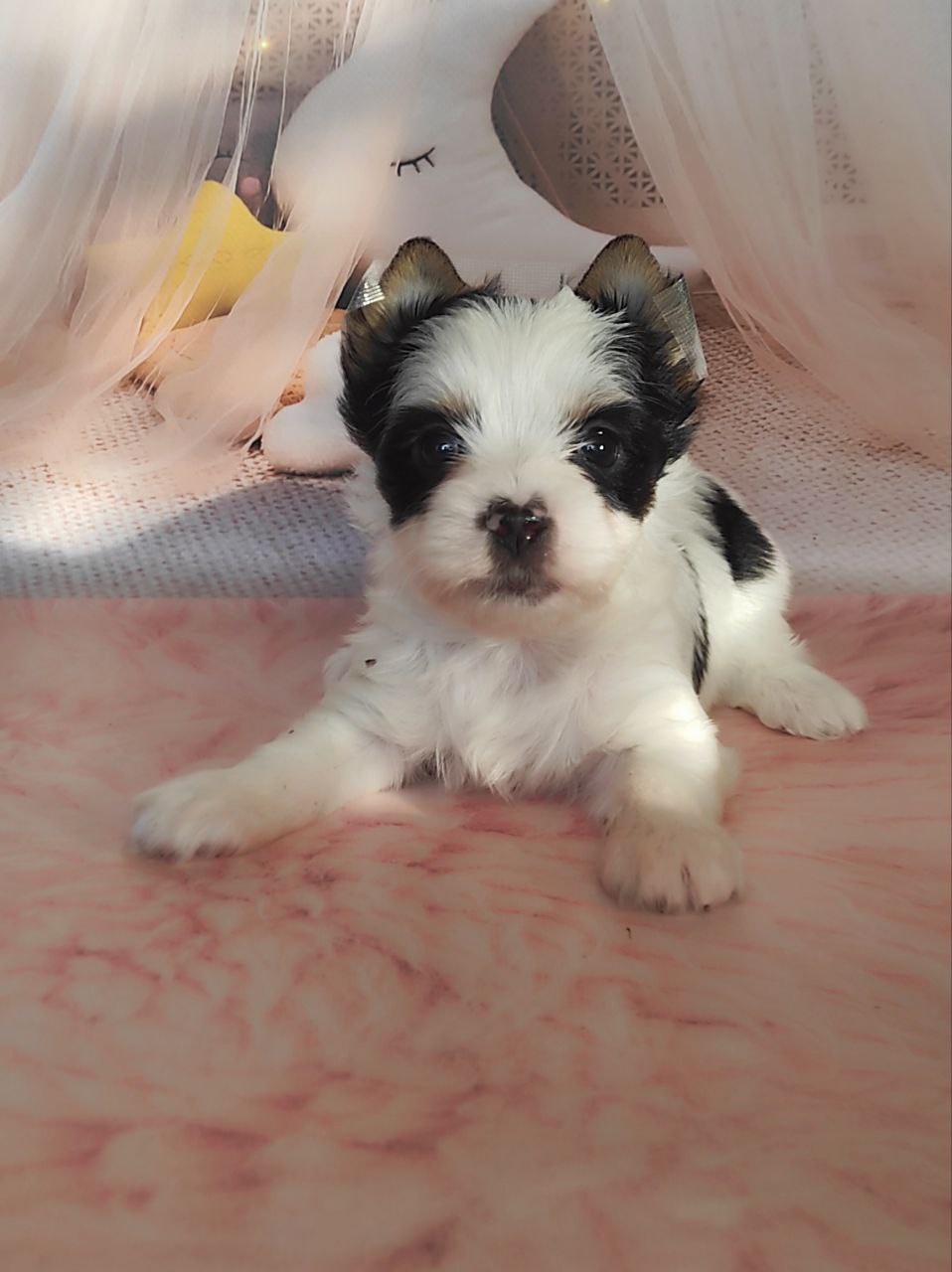 фото щенка Йоркширского терьера