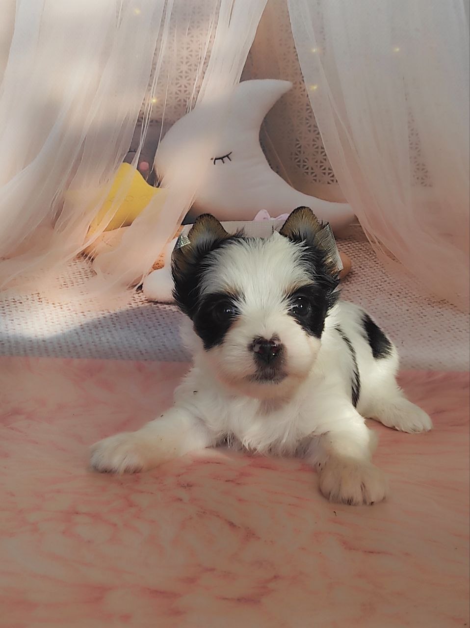 купить щенка Йоркширского терьера мини