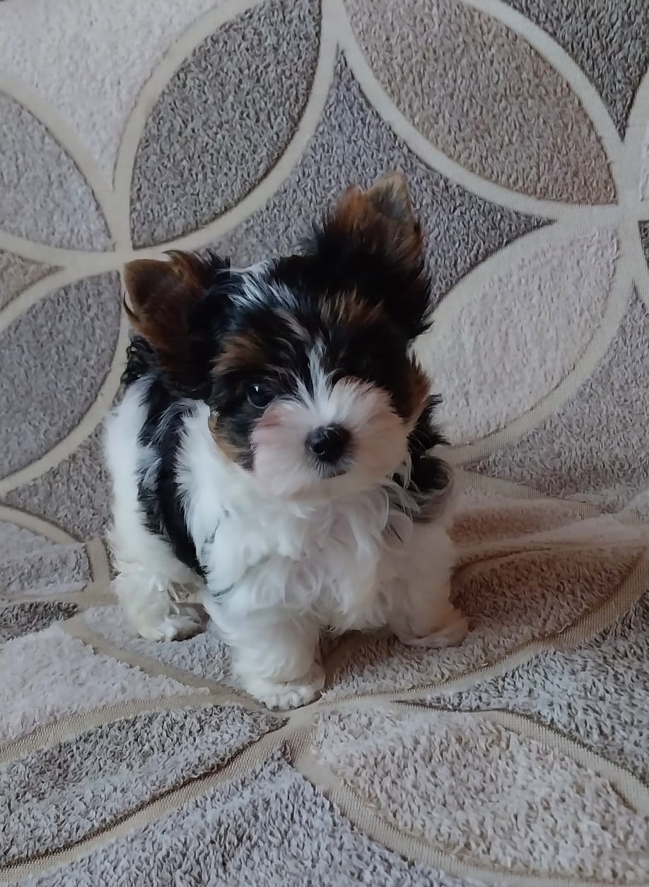 купить щенка Бивер терьера