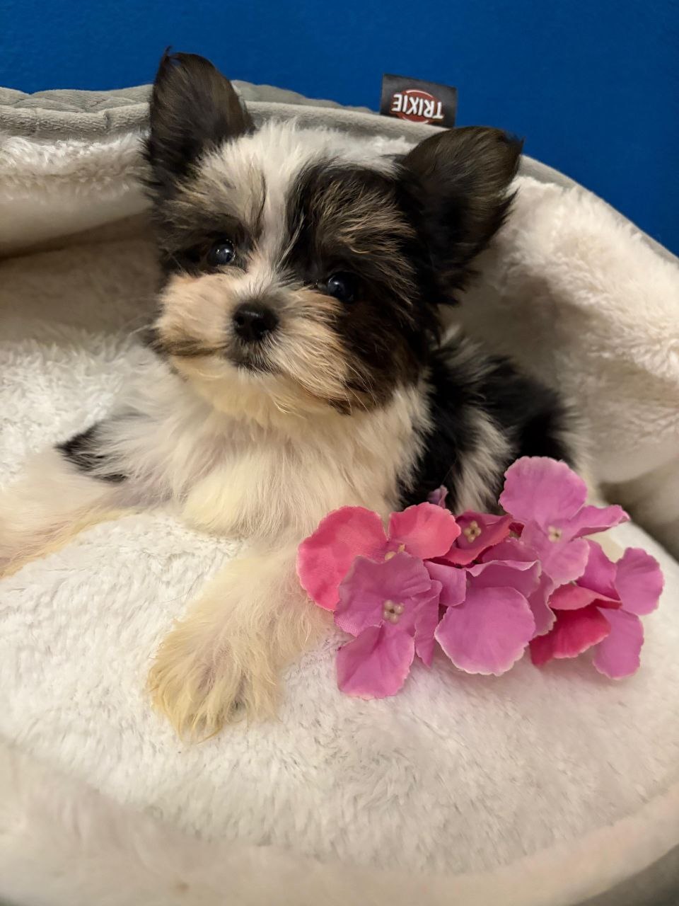 Щеноки Бивер Йорка фото