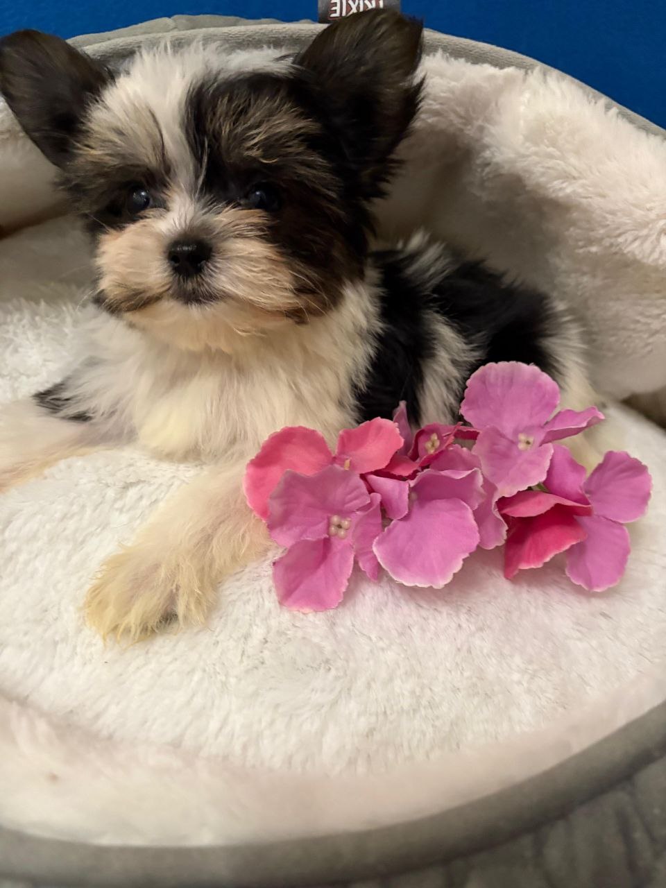 Щеноки Бивер Йорка фото