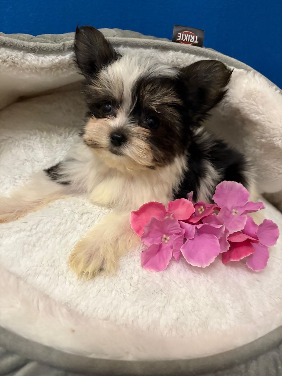 Щеноки Бивер Йорка фото