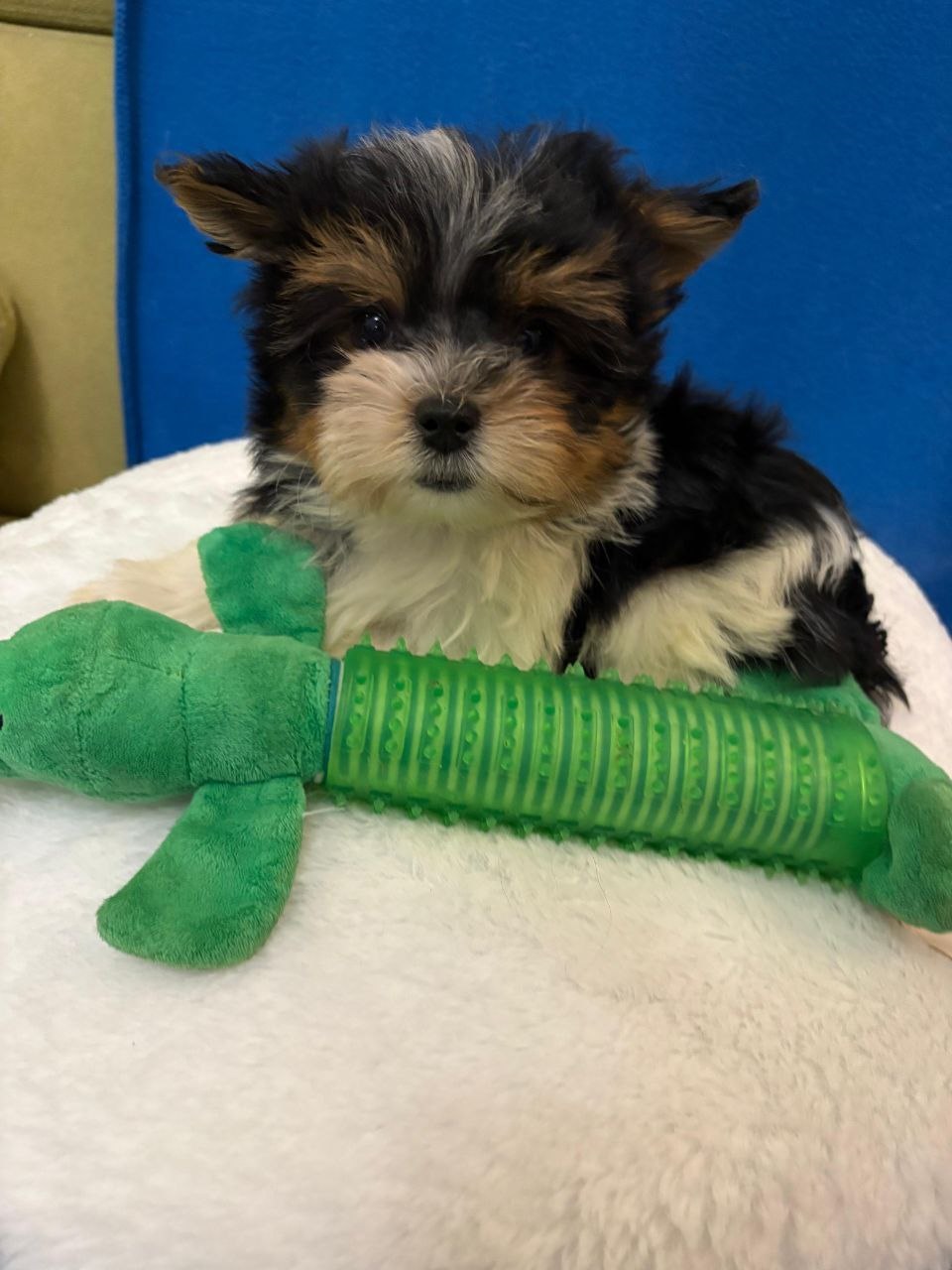 Щеноки Бивер Йорка фото