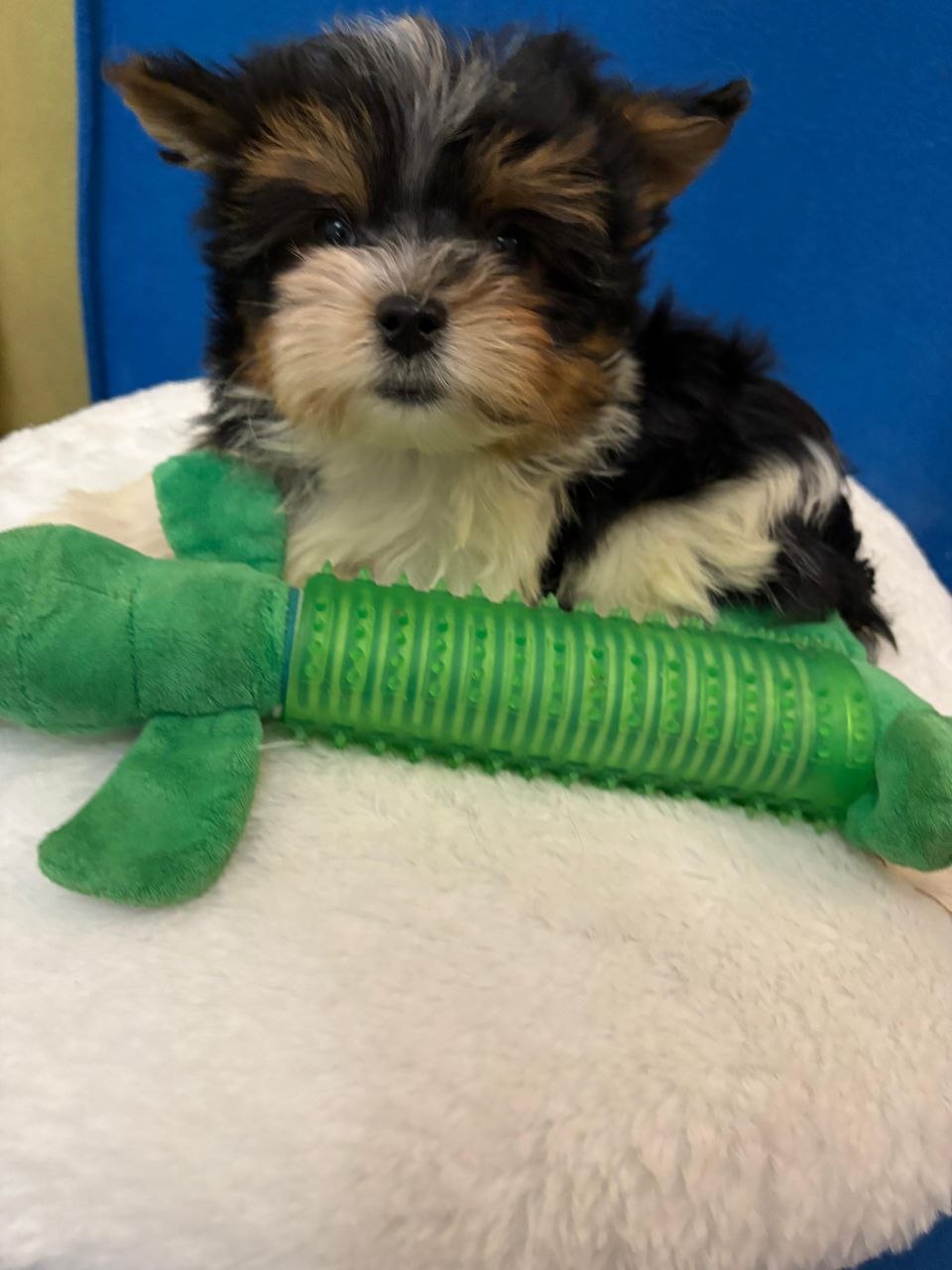 Щеноки Бивер Йорка фото