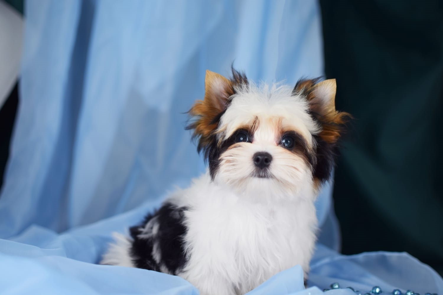 Йоркширский Бивер терьер