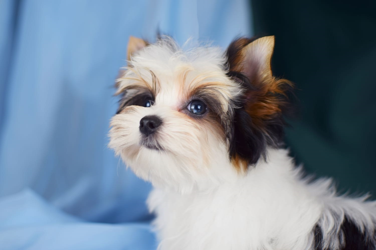 купить щенка Бивер терьера