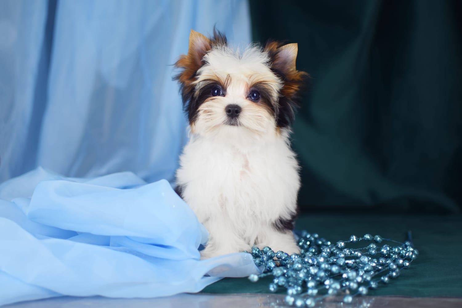 купить щенка Бивер терьера