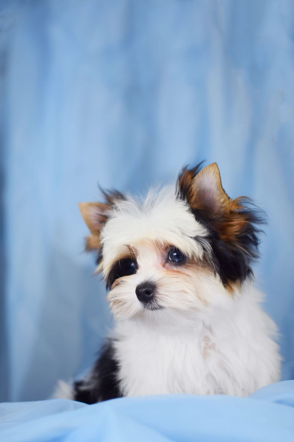 Йоркширский Бивер терьер