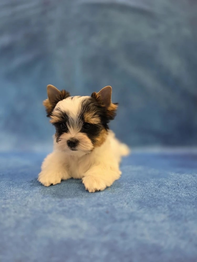 Йоркширский Бивер терьер