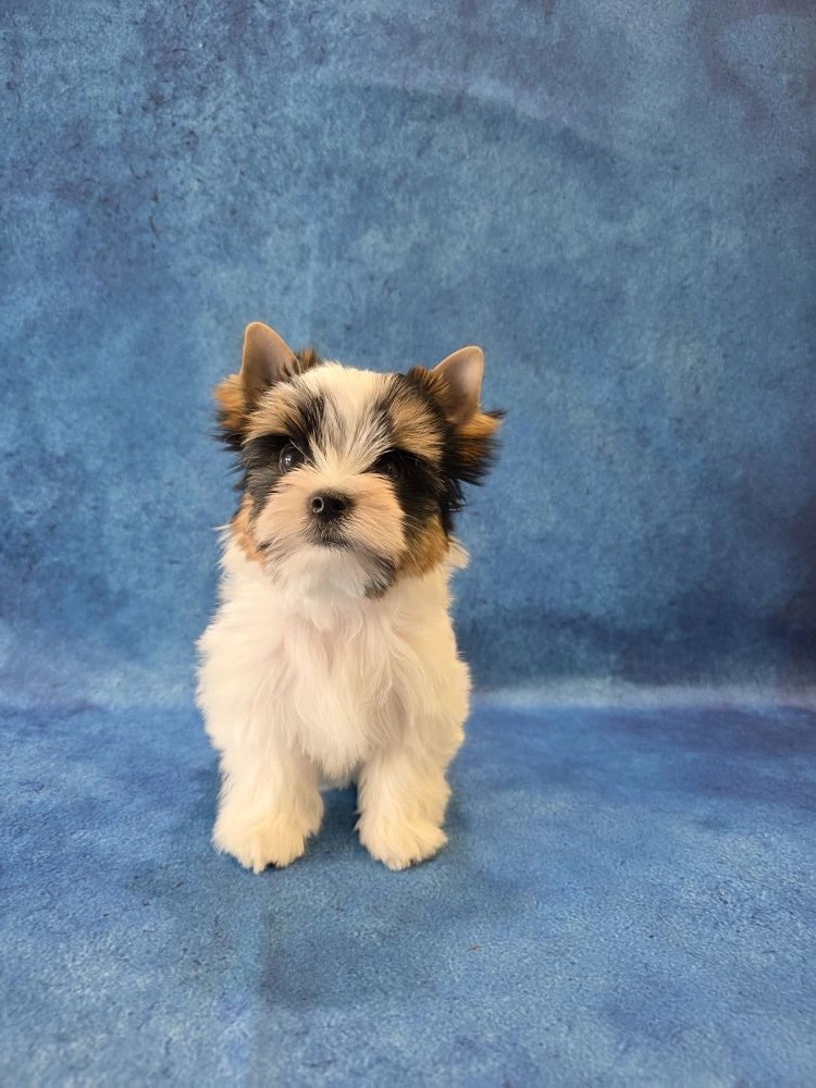 купить щенка Бивер терьера