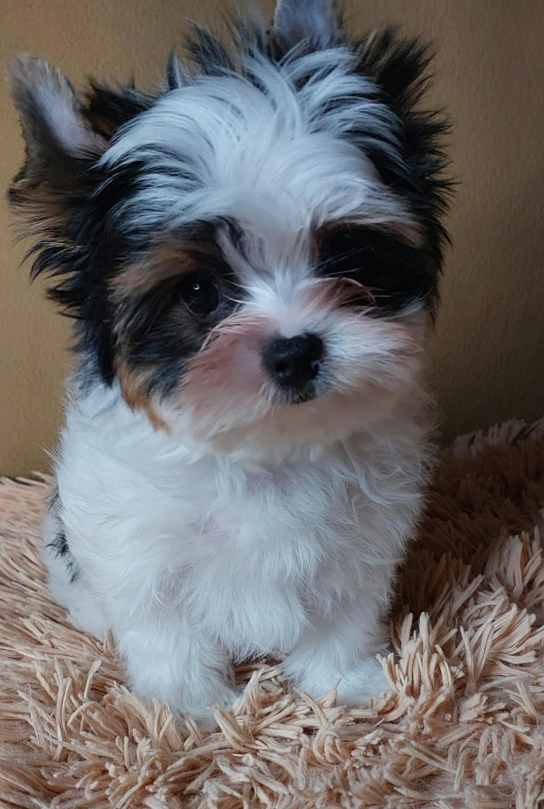 Щенок Бивер терьера