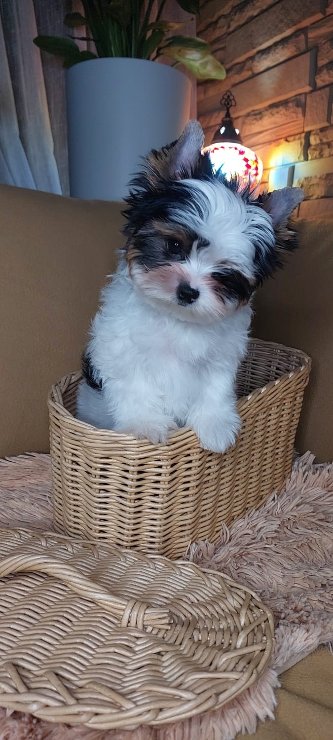 фото щенка Бивер терьера