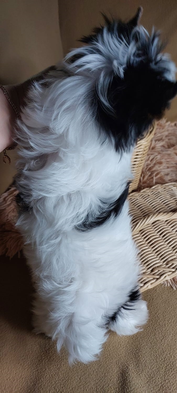 купить щенка Бивер терьера мини