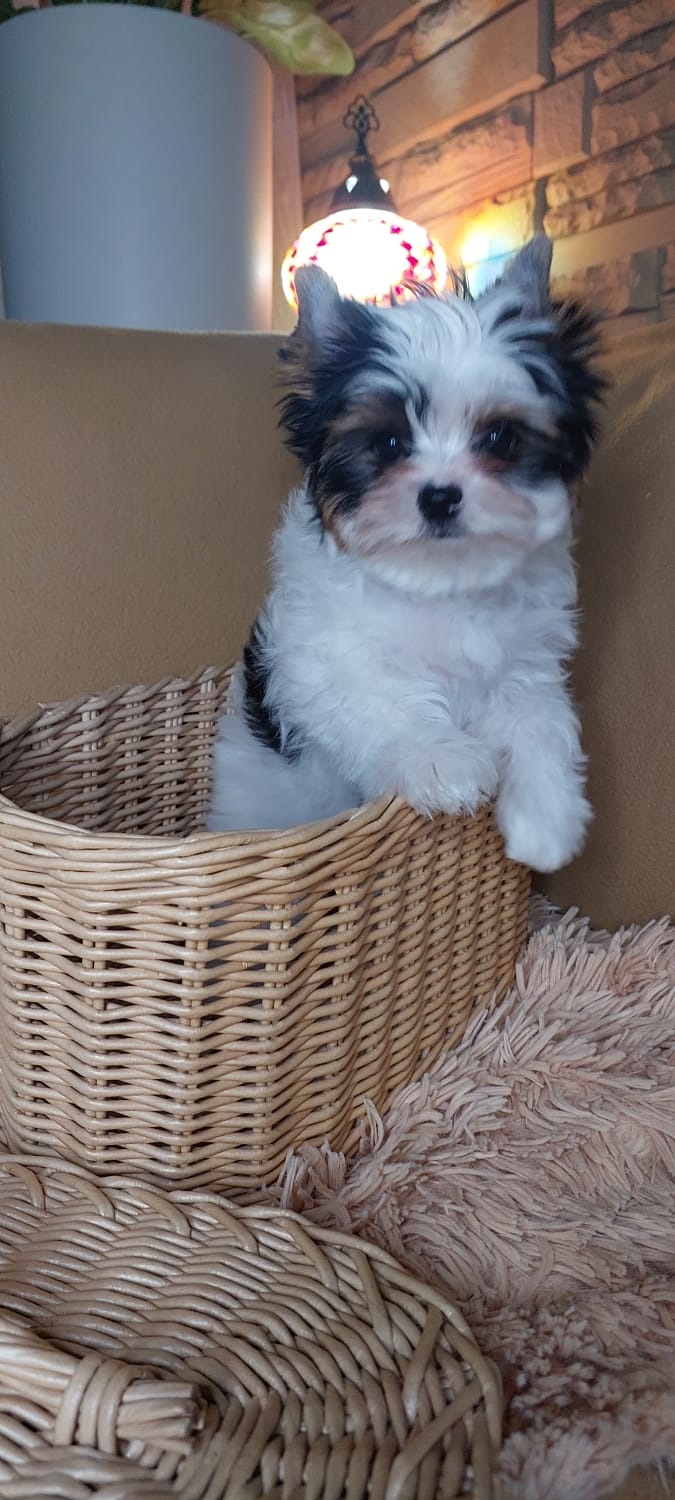 фото щенка Бивер терьера