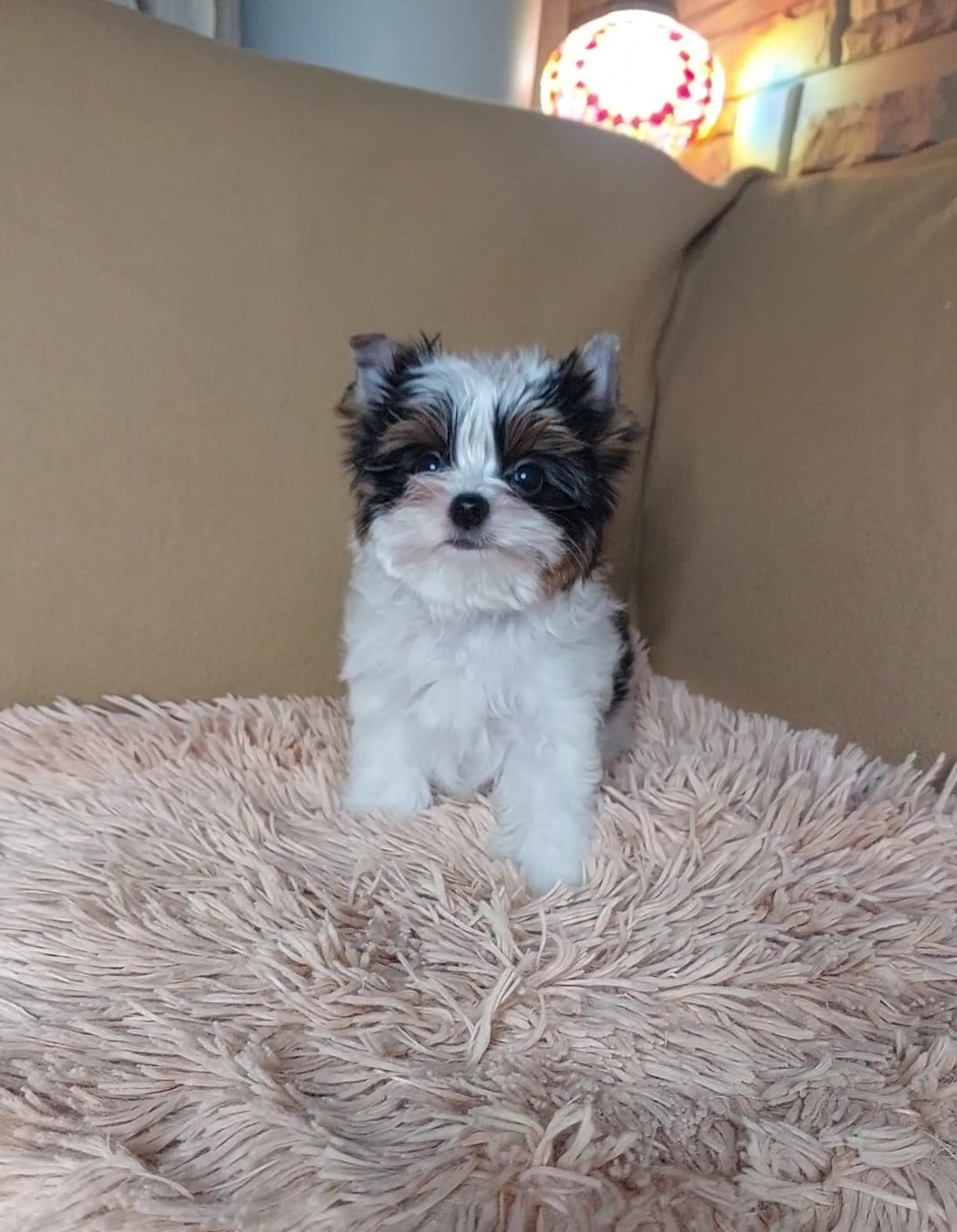 фото щенка Бивер терьера