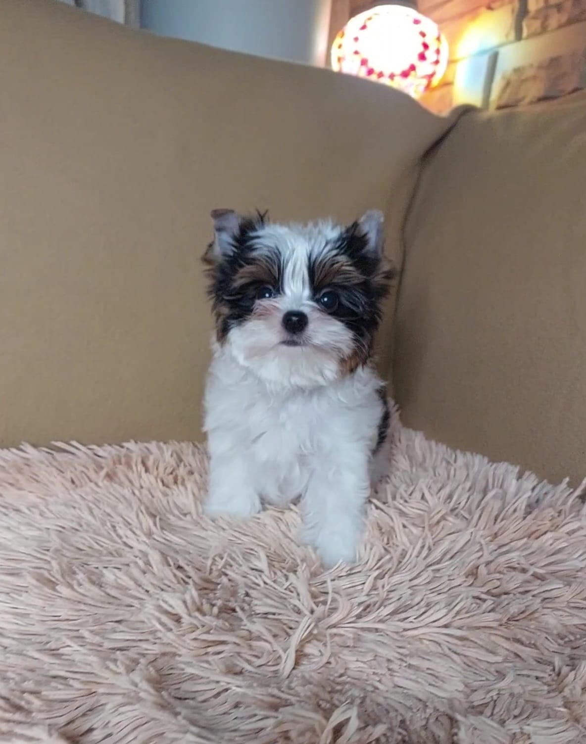 купить щенка Бивер терьера мини