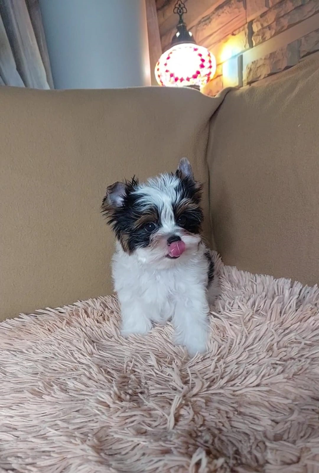 Щенок Бивер терьера