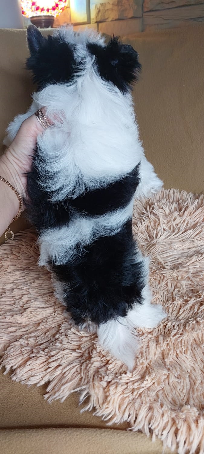 Щенок Бивер терьера