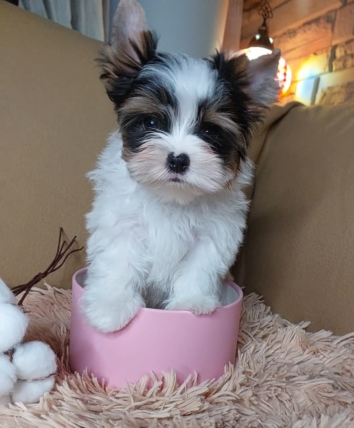 Щенок Бивер терьера