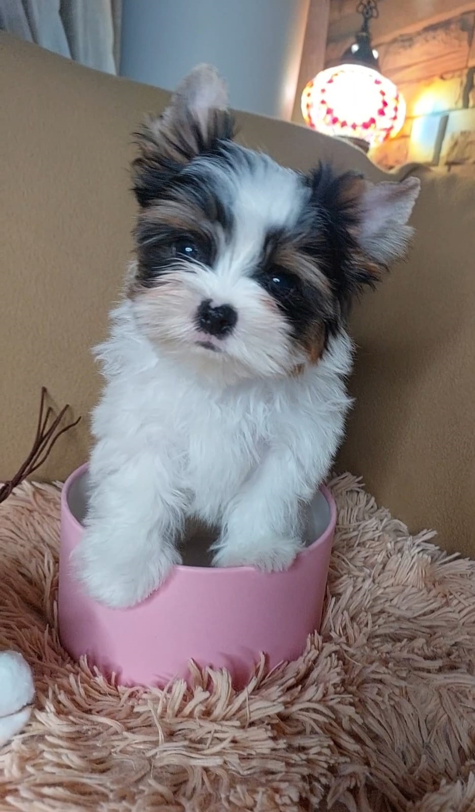 фото щенка Бивер терьера