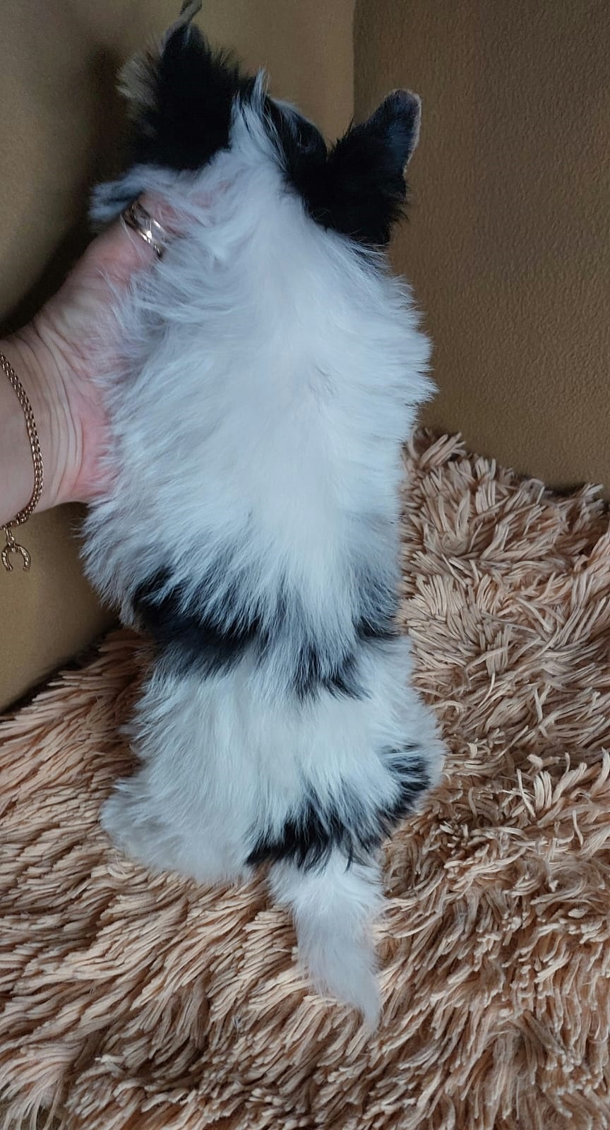 купить щенка Бивер терьера мини