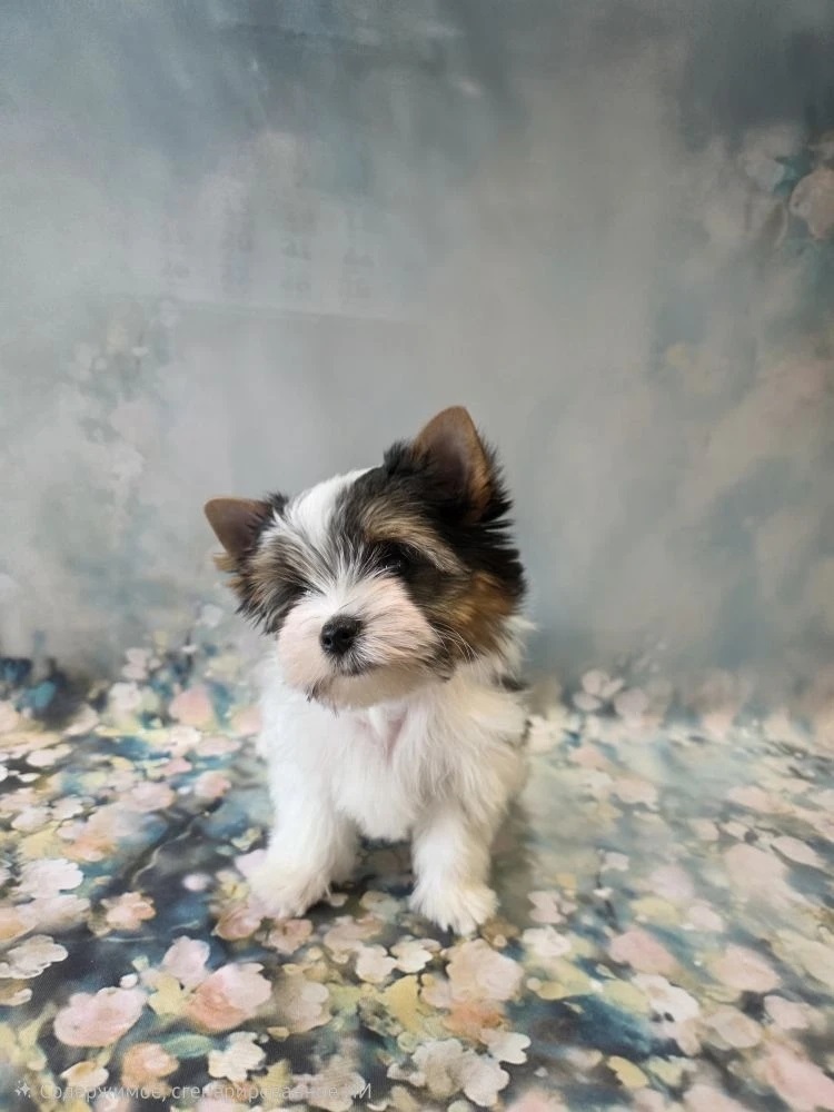 купить щенка Бивер терьера