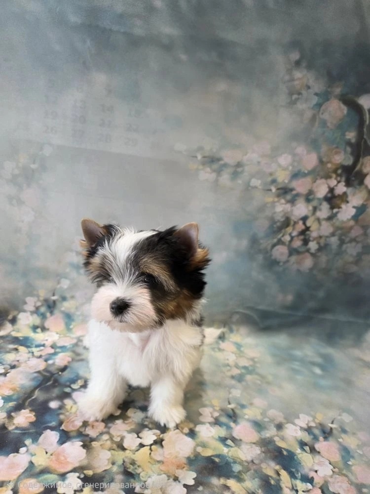 Йоркширский Бивер терьер