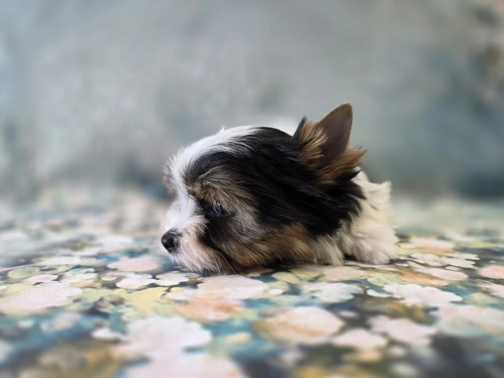 купить щенка Бивер терьера