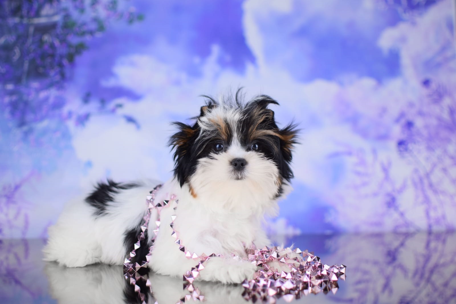 Йоркширский Бивер терьер