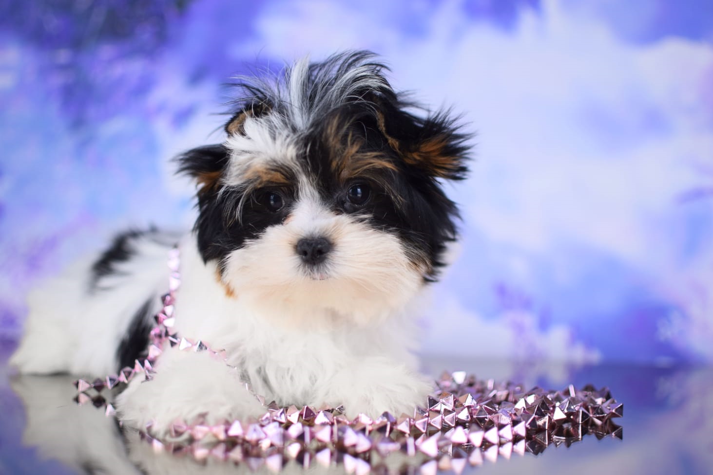 купить щенка Бивер терьера