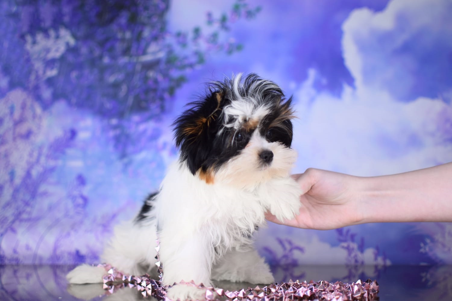 Йоркширский Бивер терьер