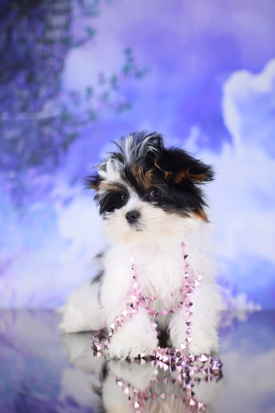 купить щенка Бивер терьера