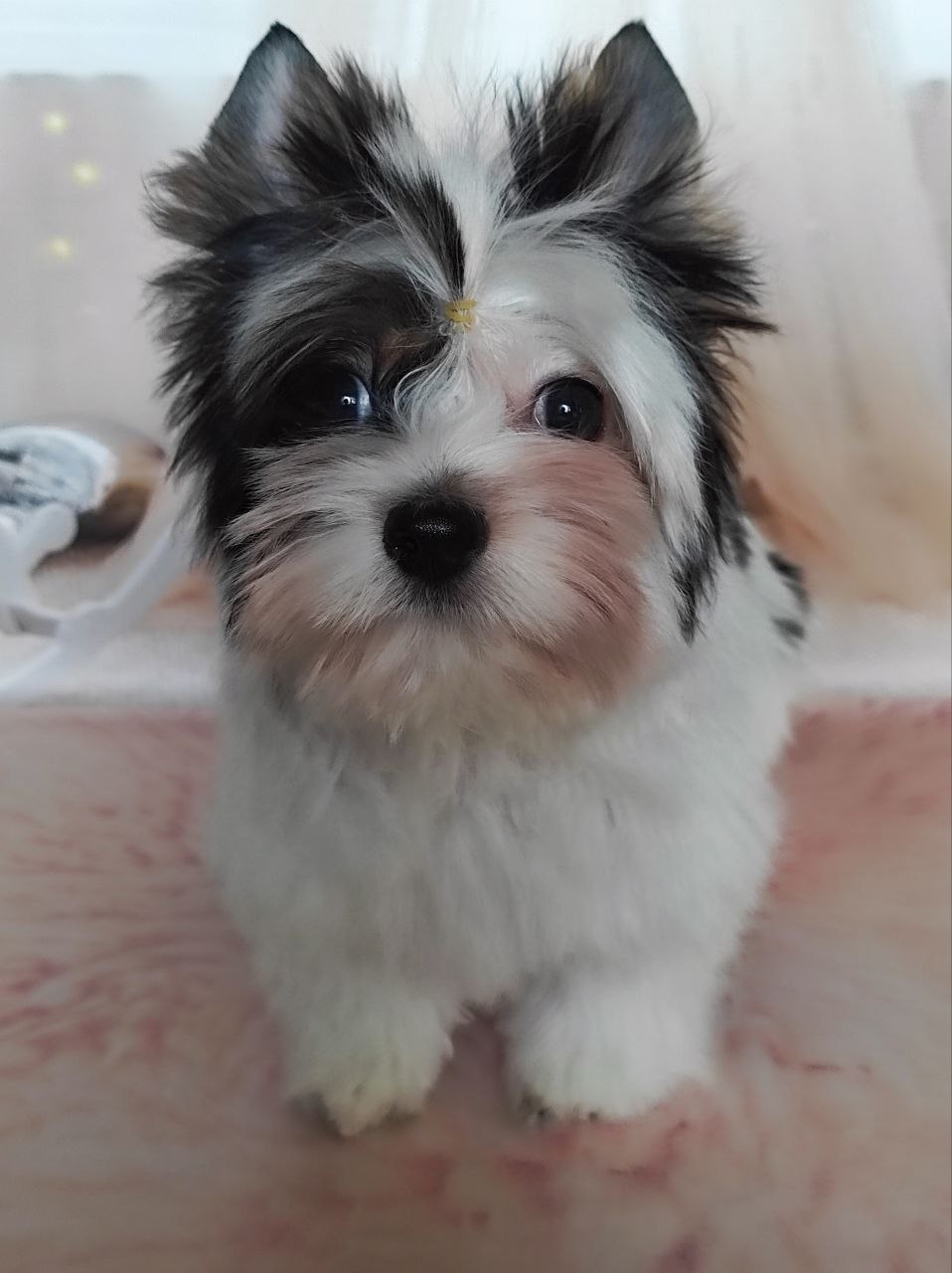 купить щенка Бивер терьера