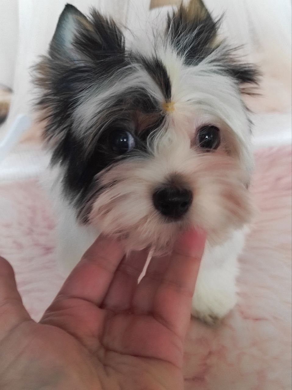 Йоркширский Бивер терьер