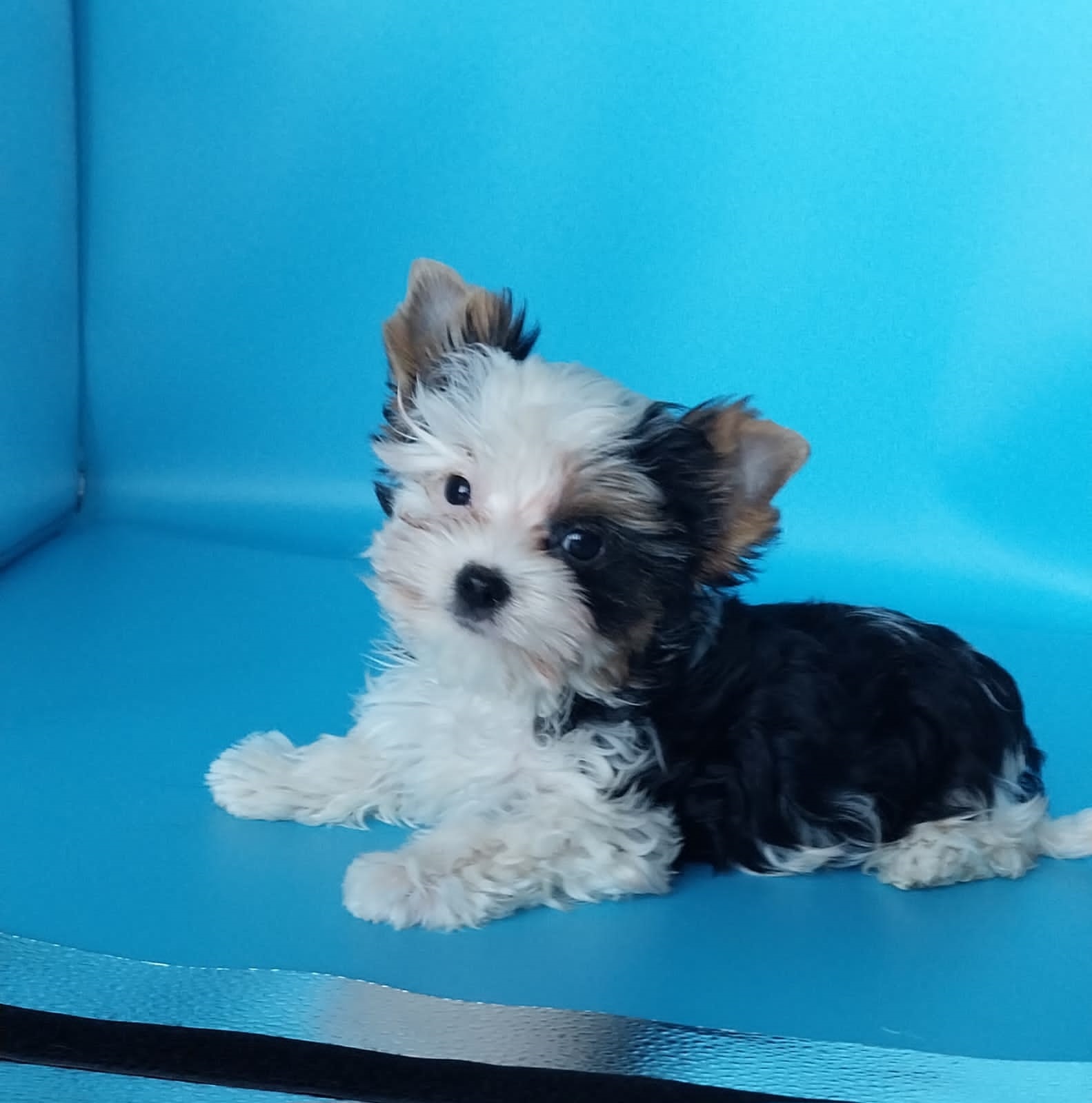 купить щенка Бивер терьера