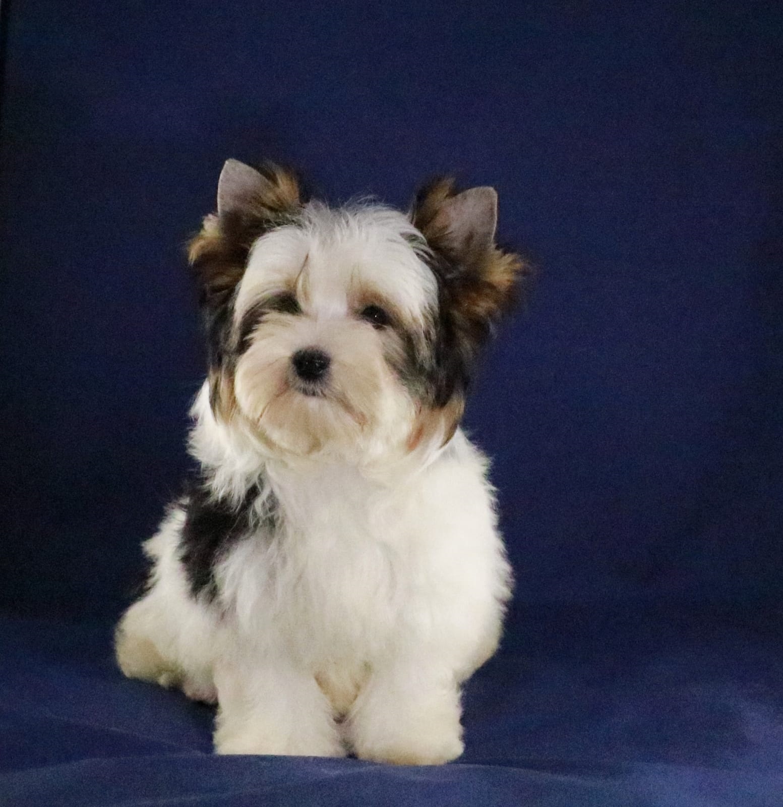 Йоркширский Бивер терьер