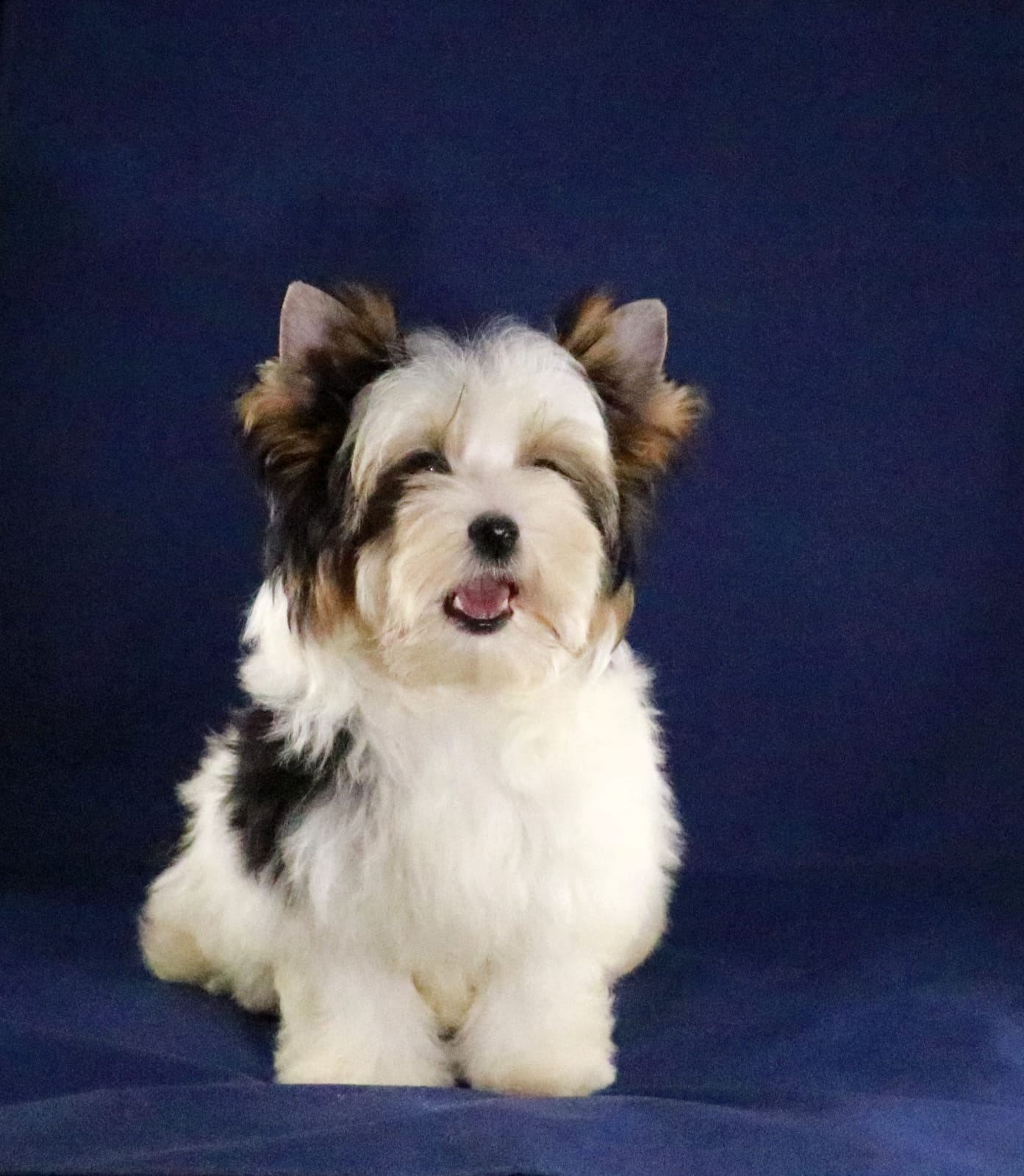 Йоркширский Бивер терьер