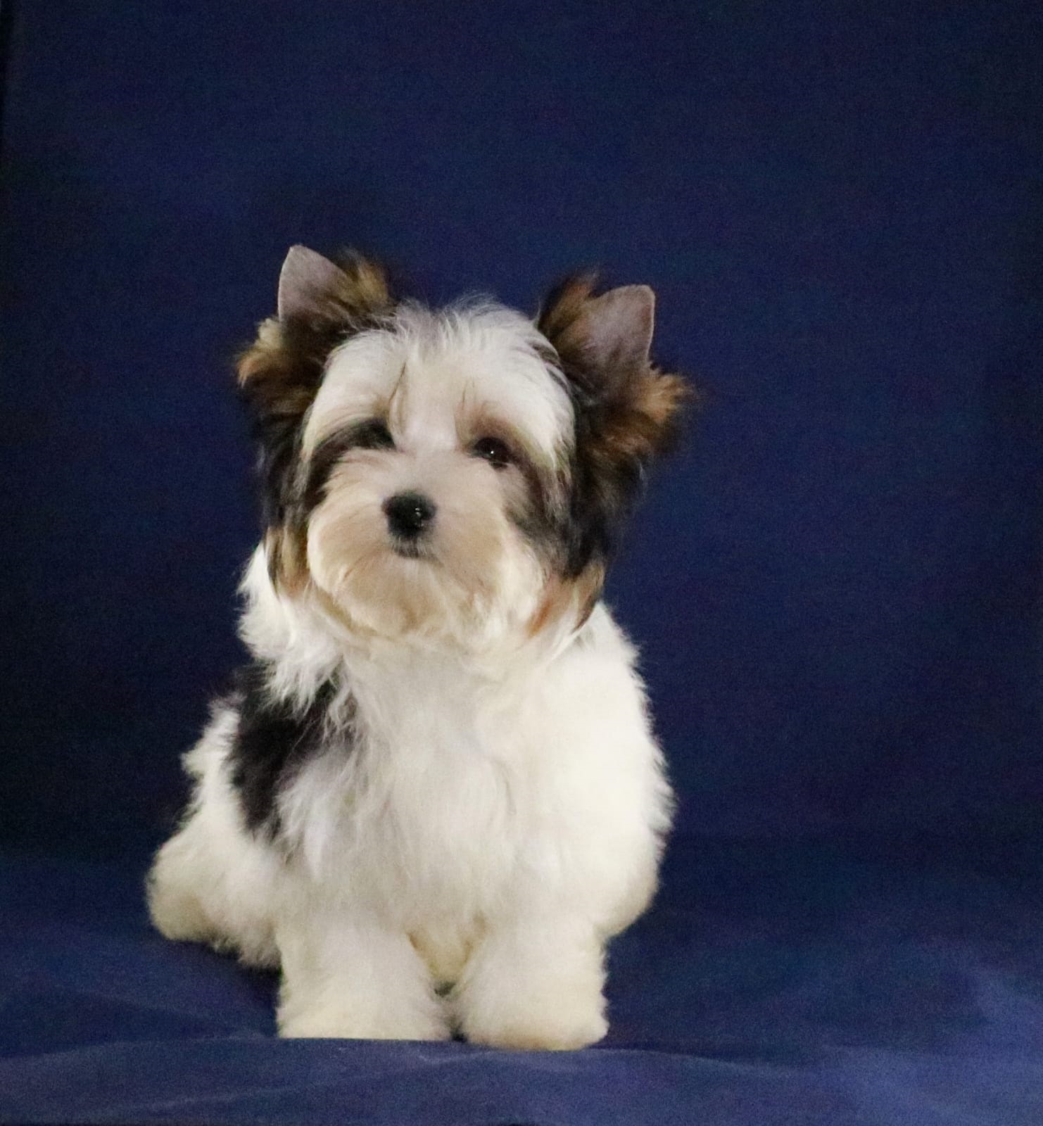 купить щенка Бивер терьера