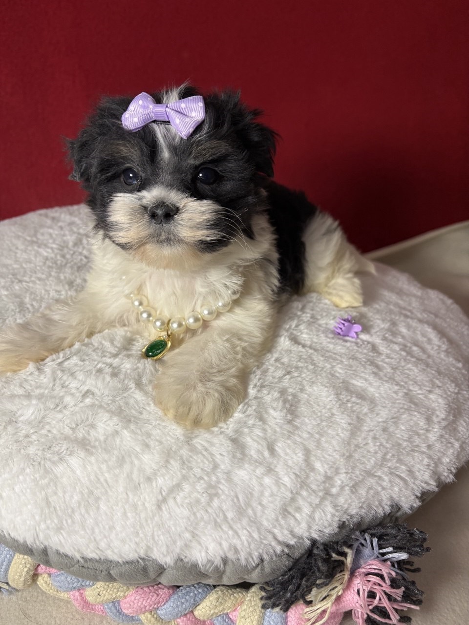 Щенок Бивер Йорка