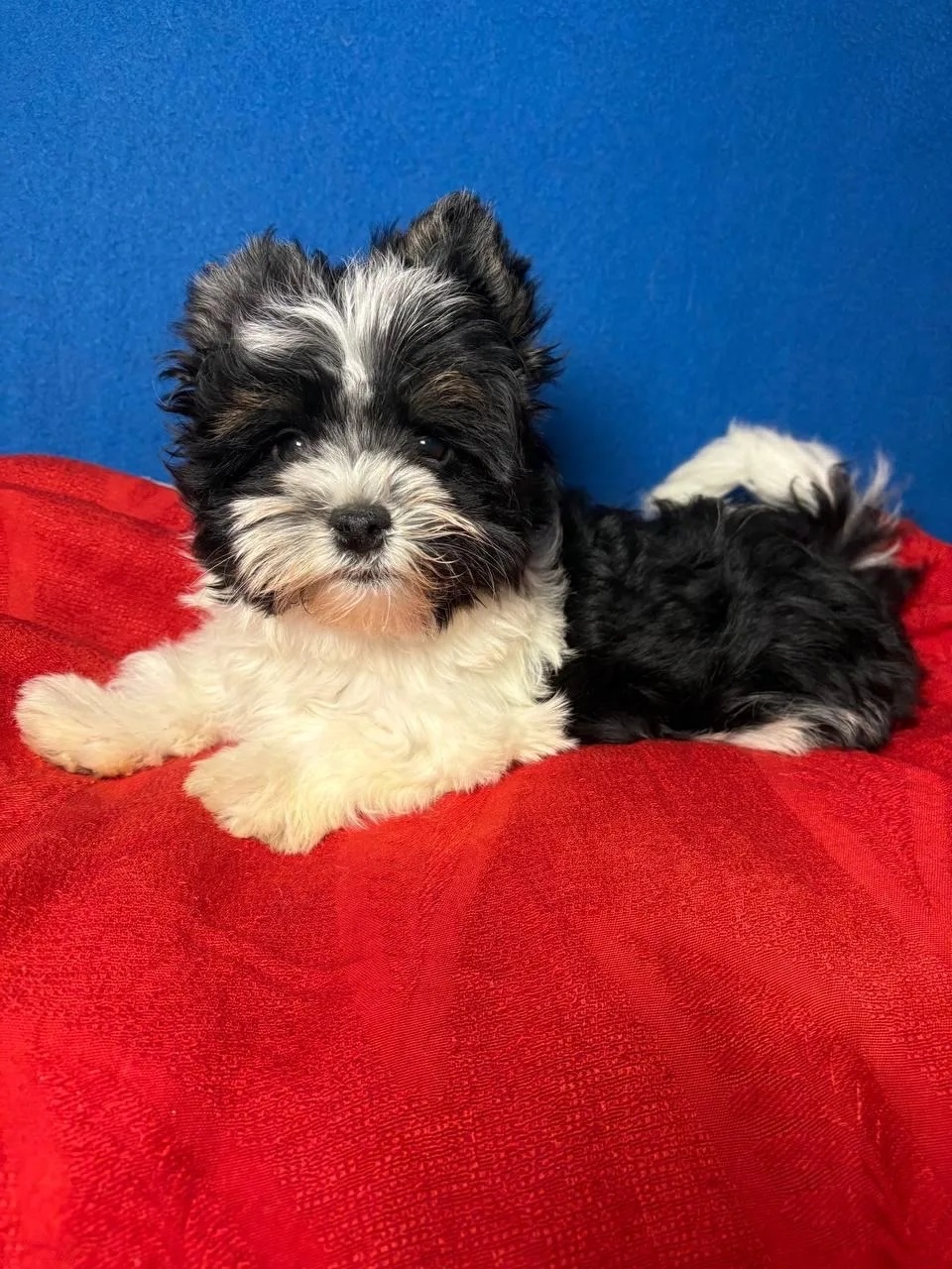 Щенок Бивер Йорка