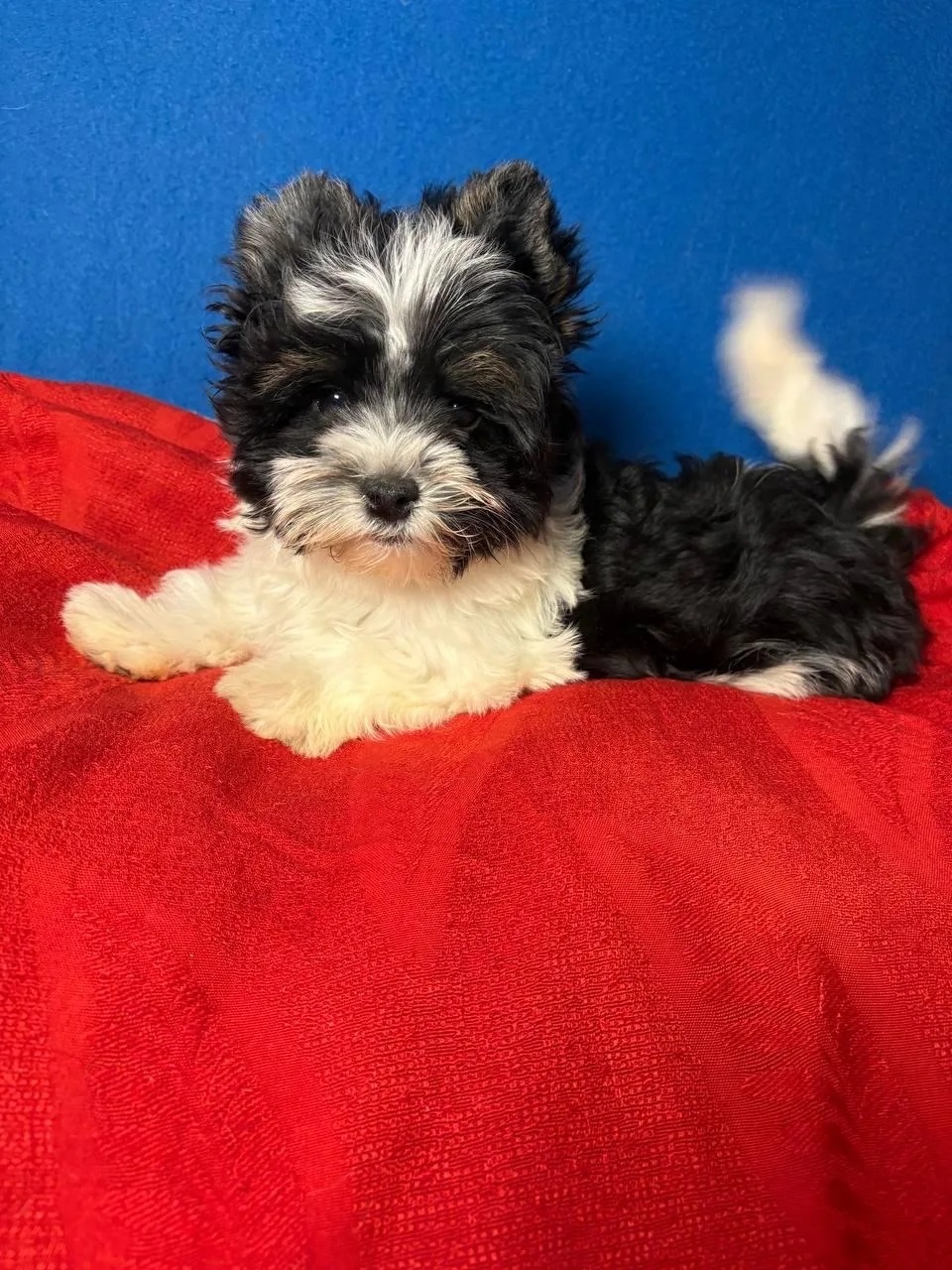 Щеноки Бивер Йорка фото