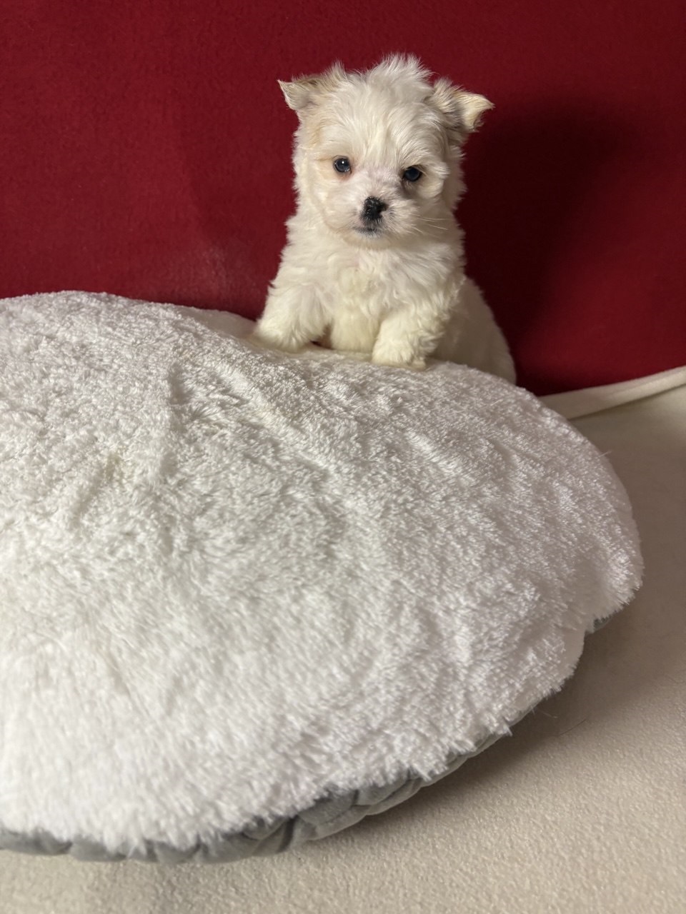 Йоркширский Бивер терьер