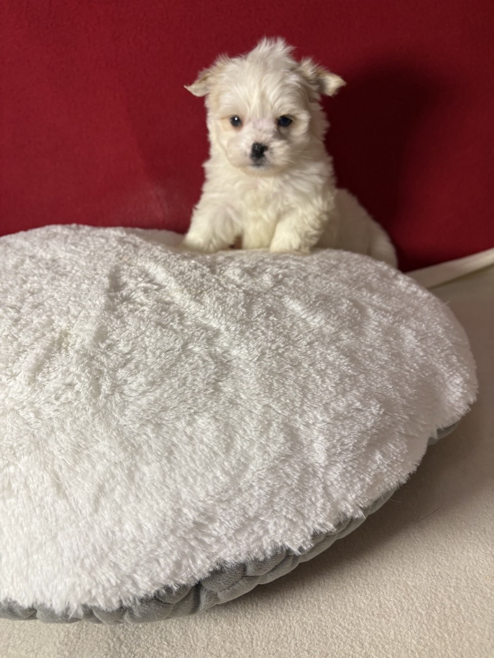 Йоркширский Бивер терьер