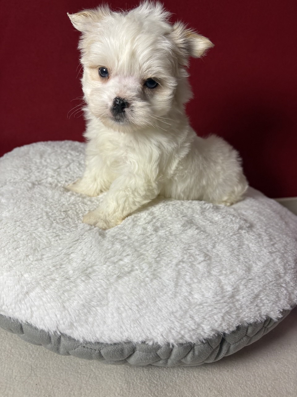 Йоркширский Бивер терьер