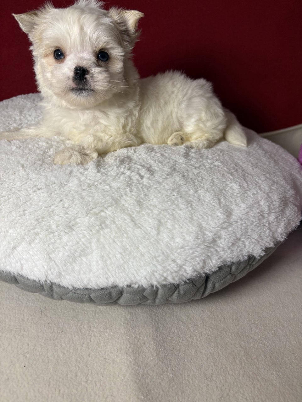 купить щенка Бивер терьера